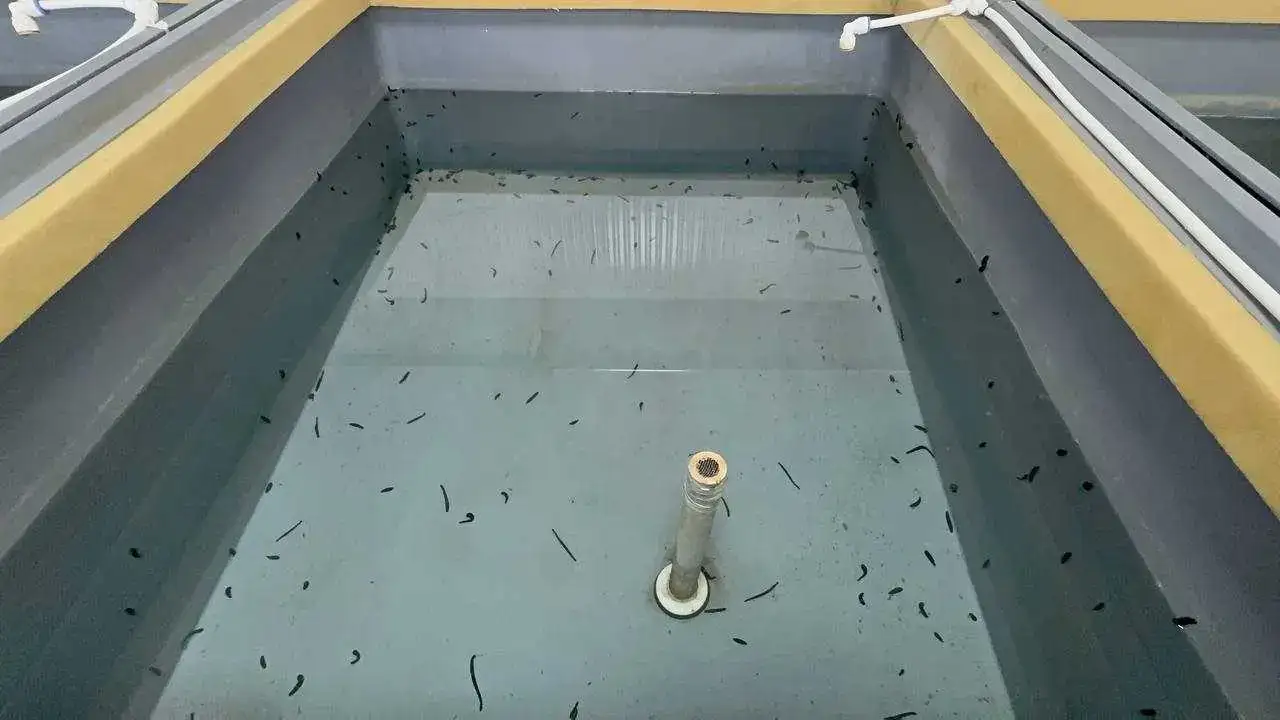 Türkiye’nin Tıbbi Sülük Üssü Eğirdir’de: Dünyaya Örnek Oluyor! 3